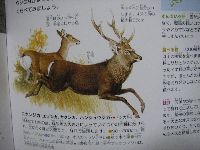 しか