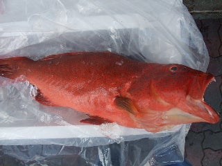 沖縄の高級魚 アカジンミーバイ 神戸大好き