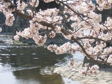 CONTE BLEU-桜