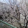 Cherry blossomの画像