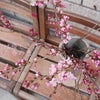 花の器と桜の画像
