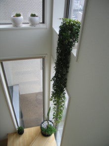 垂れ下がる観葉植物なら シュガーバイン 庭とインテリアのデザイン事務所 ジェイプランニングのオフィシャルブログ
