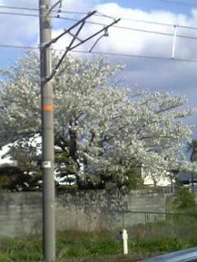 Ｂａｒ　ＪＥＲＫ-桜