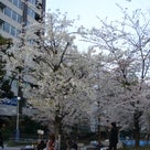 今日のココミソ！！「世の中に絶えて桜のなかりせば。。。」の記事より