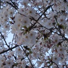 今日のココミソ！！「世の中に絶えて桜のなかりせば。。。」の記事より