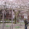 桜旅行②毘沙門堂の画像