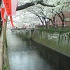 目黒川桜まつりの画像