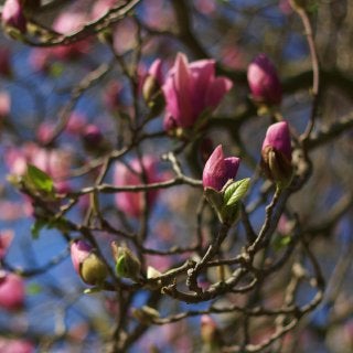 オイラ陽気なイタロ・ジャッポネーゼ■ミラノ-木蓮の花