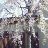 吉祥寺。の画像
