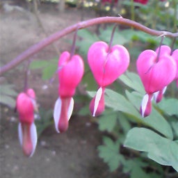 変化の軌跡-華鬘草1