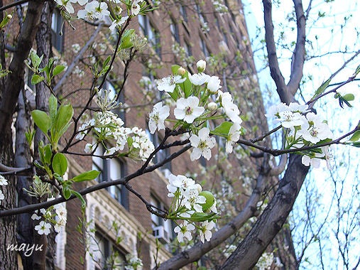 街路 樹 白い 花