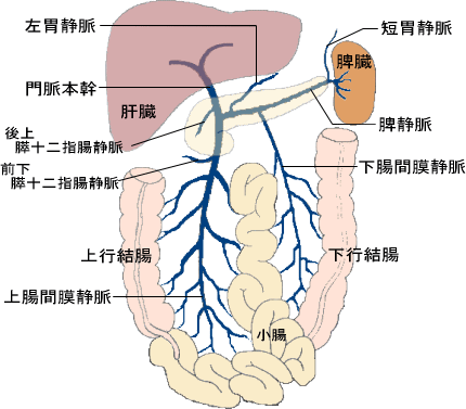 脾臓 あいちゃんのブログ