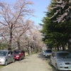 八戸高校の桜の画像