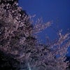 夜桜みたいな♪の画像