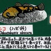 よく見ると楽しい！日本淡水魚　④ドンコの巻の画像