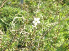 　　　　　　　　ＨＩＳＯＫＡ’ｓ　　Ｃａｆe-高原の白いお花
