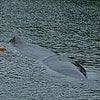 田辺湾に迷い込んだマッコウクジラ～続報～の画像