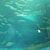過去～島根のおじさま編～の画像