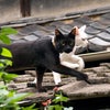 広島の黒猫・白猫の画像