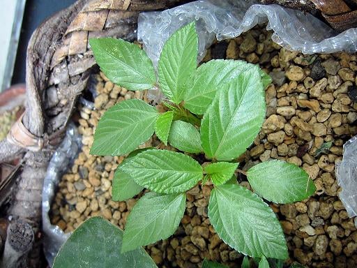 答え ナスの コンパニオンプランツは みんみのパラダイス ベランダ菜園