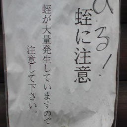 ハチのブログ-Image001.jpg