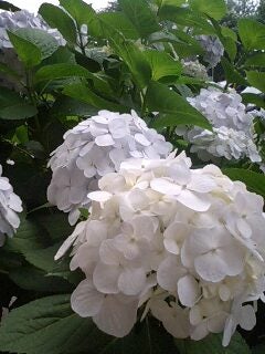2009/06/14の記事画像