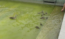 Ａｍｏ Ｔｏｋｙｏ！～蹴球好きのブログ-駒沢公園の鴨達