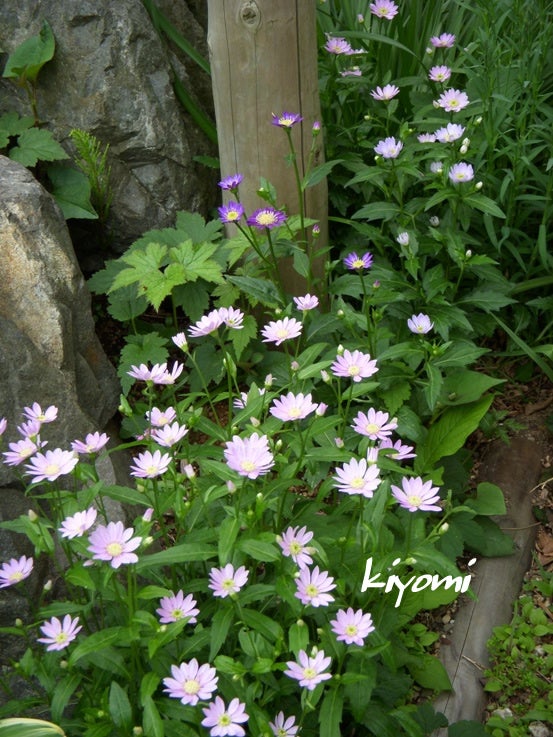 ４月 ５月に咲いた花 キヨミのガーデニングブログ 長澤淨美のアメブロオフィシャルブログpowered By Ameba