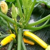 野菜の収穫の画像