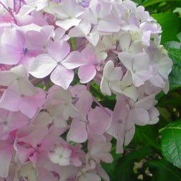 *x*x*chuchuchoco*x*x*-紫陽花2