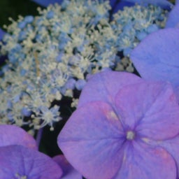 *x*x*chuchuchoco*x*x*-紫陽花
