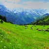 スイス　花の谷の画像