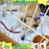 (⊃´ω`*⊂)ぉゃすみ☆の画像