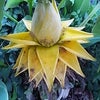地湧金蓮 (チュウキンレン)・サボテンの画像