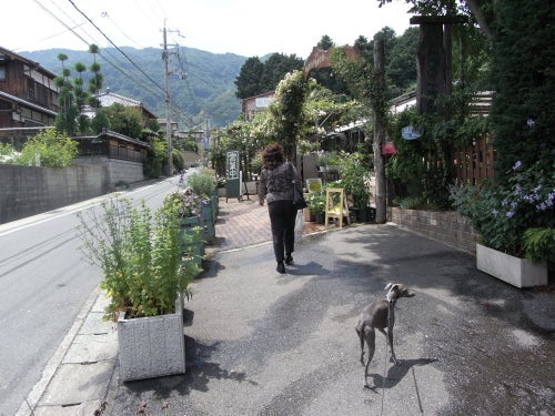 京都 松尾園芸 タマネギのブログ