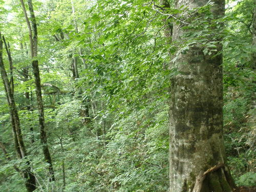 やま太郎のブログ-登山道から見るブナ林
