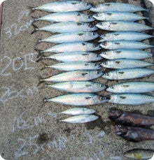 苫小牧東港フェンス前等の魚種 苫小牧 釣り吉よち の釣果と情報ブログ