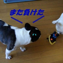 バター犬 太郎 ｍ Buhibuhiparadise