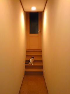 こう見えて私、動物と話しができるんです☆-廊下階段カム