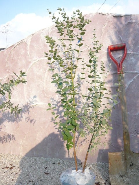 仲間入りの庭木 ユーカリとミモザ 福岡県でマイホーム 外断熱のおうちとシャビーシックな庭づくり