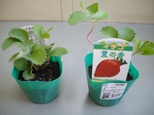 時期 いちご 苗 イチゴの栽培方法と育て方のコツ