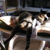 猫の「うつぶせ寝」の画像