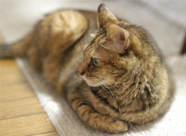 $◆◆◆ ka-chanのブログ ◆◆◆　　　　　　　　　　　　「どえりゃあ猫が好きだがね」