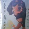 今週の犬川柳の画像