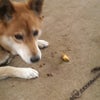 モノ食う犬の画像