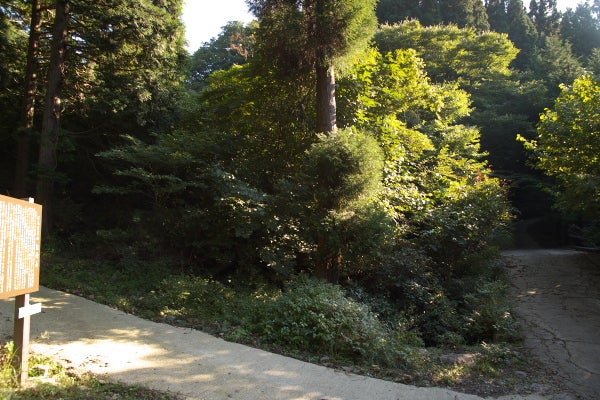 清流の森　～九州の滝と風景～