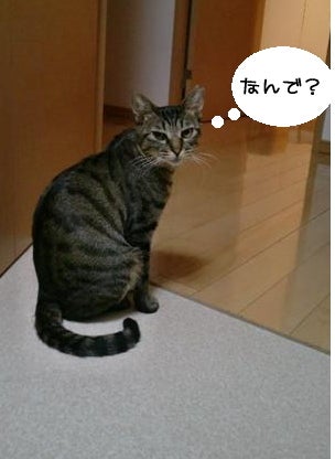 ずれずれブログ…湘南で猫と暮らせば…