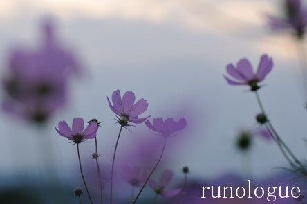 runologue-夕暮れコスモス