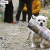 新聞を取りに行く犬の画像