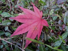 Seiji写真館&amp;那須の大自然-落ち葉と冬の訪れ